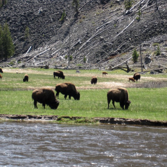 Buffalos Yellowstone and Grand Teton National Parks Bike Tour